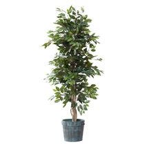 Arbres et plantes vertes