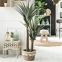 Arbres et plantes fleuries