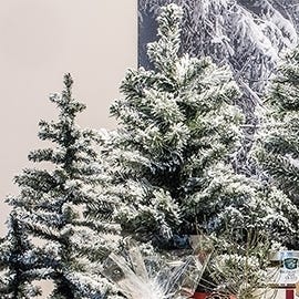 Sapins de Noël